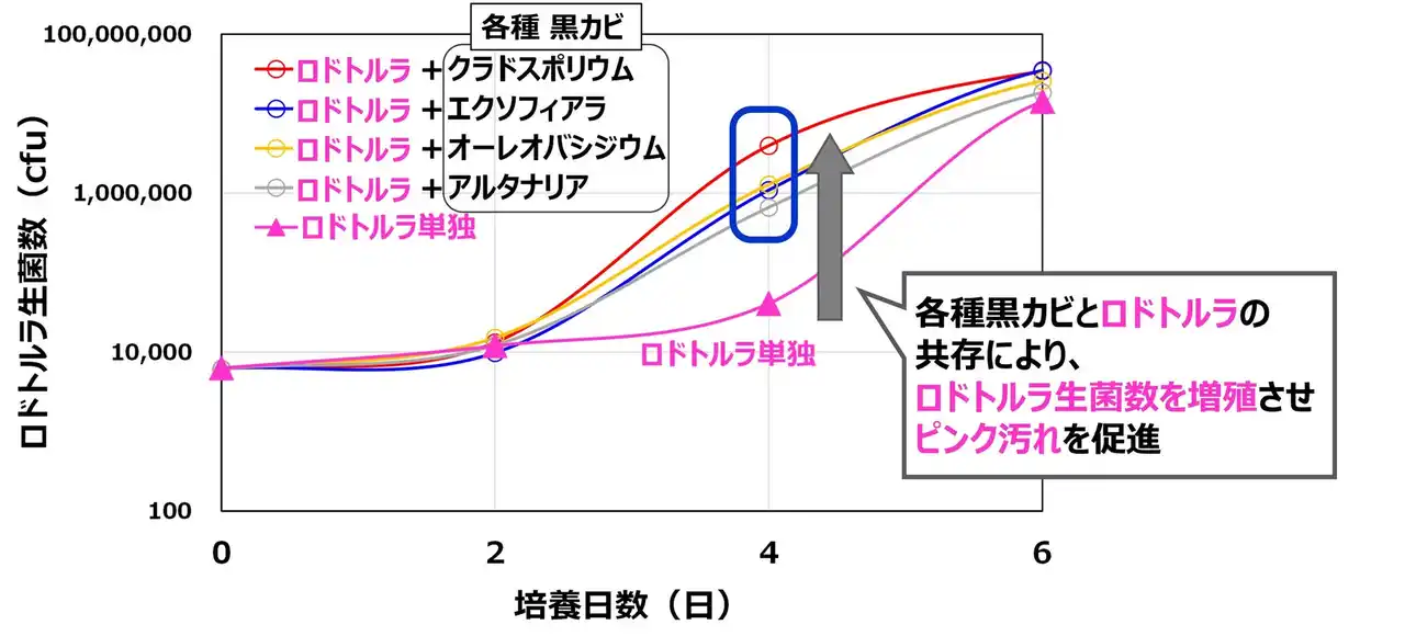 【ライオン株式会社】 ライオン、冬場にも浴室に生育する「複数種の黒カビ」がピンク汚れの原因菌（ロドトルラ）を促進することを明らかに。目に見えない天井の黒カビに要注意！
