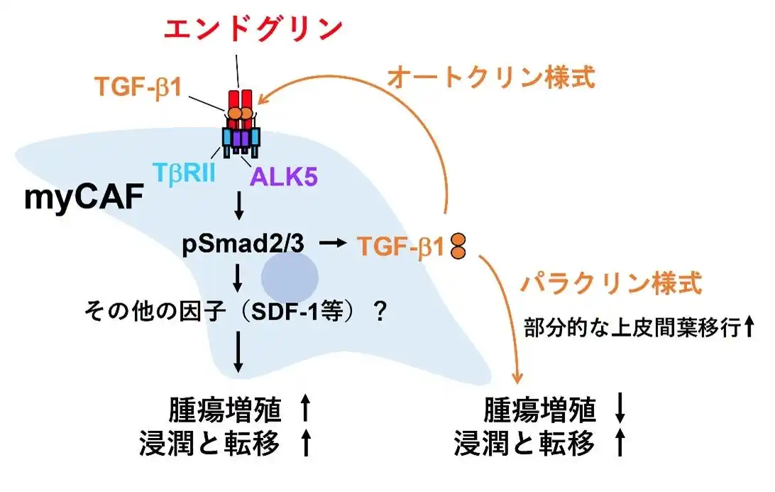 【学校法人 順天堂】 乳がんの悪性化に関わるがん関連線維芽細胞の新たな仕組みを解明