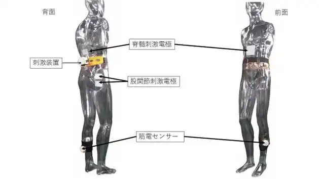 【学校法人 順天堂】 新しい脊髄刺激「FAST walk」でより速く歩けるように
