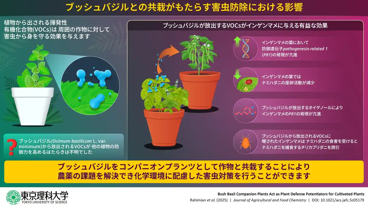 【東京理科大学】 ブッシュバジルの匂い成分でインゲンマメの防御機能が向上、害虫の天敵を呼び寄せる効果も ～「トーキングプランツ」を農業に応用する～