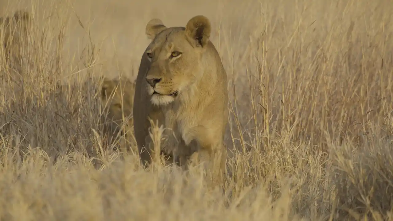 野生動物が子どもを育てる過程を生き生きと描く壮大なネイチャードキュメンタリー「命の継承者～野生の子育て戦略～」をアニマルプラネットにて1月6日(火)21時より放送開始