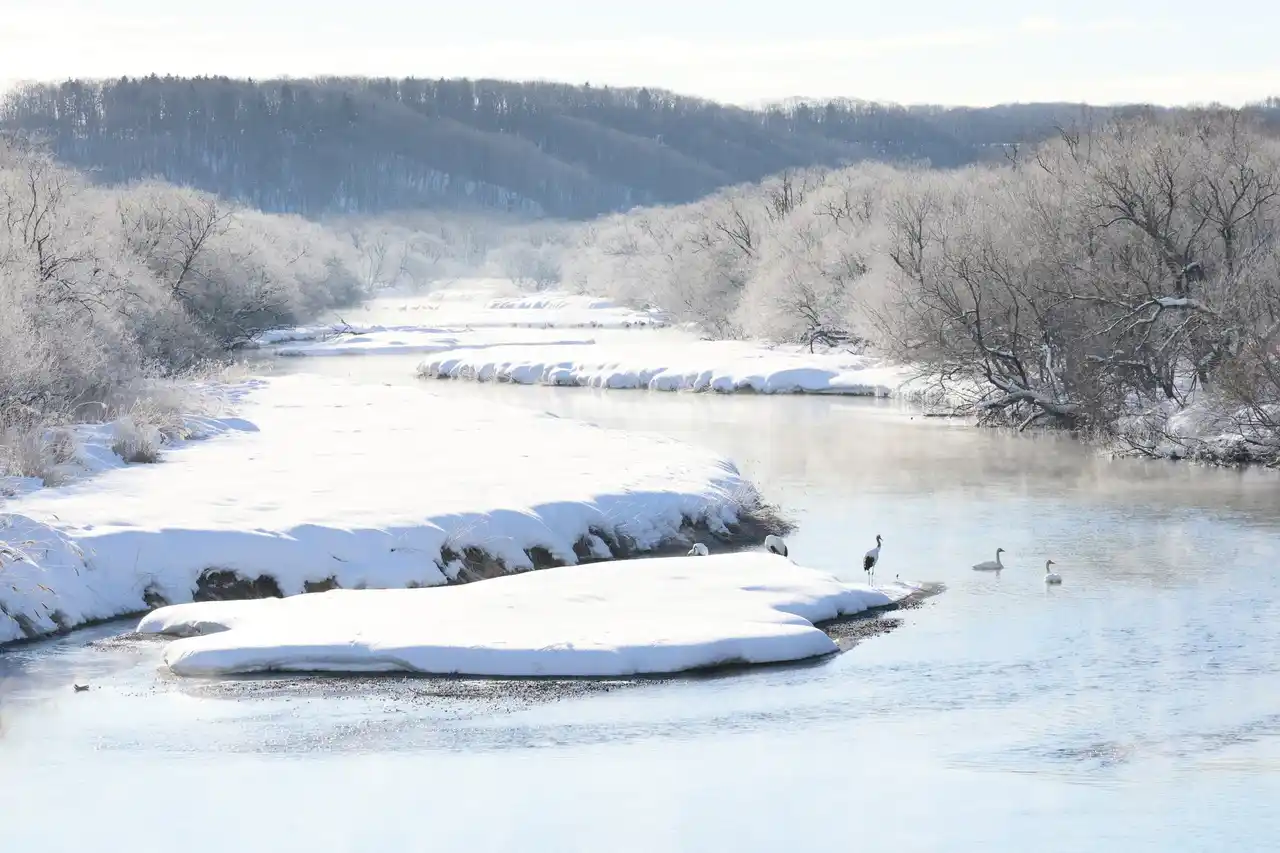 【寄付キャンペーン】「寒立の鶴居タンチョウトラスト・キャンペーン」を開始しました-釧路湿原周辺でのメガソーラーを防ぐ土地購入をご支援ください-