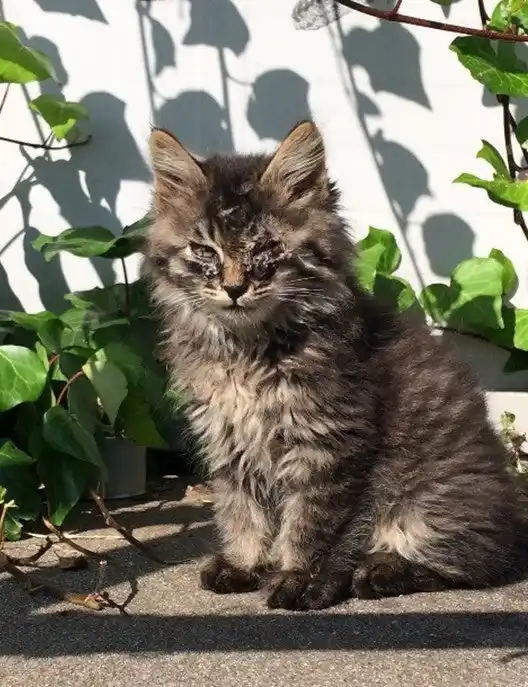 【泉大津市】 「飼い主のいない猫を救いたい」目の前にいる一匹一匹の命に向き合うふるさと納税クラウドファンディングを実施