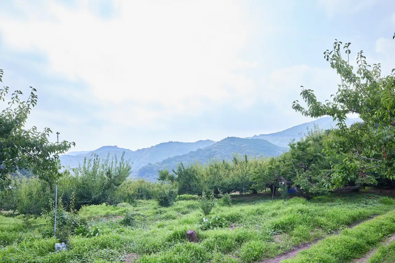 【株式会社河鶴】 一日最大5トン！国内地元産“梅干し”の漬け込みが最盛期　　　　　　2年連続の歴史的な「梅の不作」でも食の安定供給に向けた取り組み　カワツルの「みなべ工場」で作業をメディア公開しました