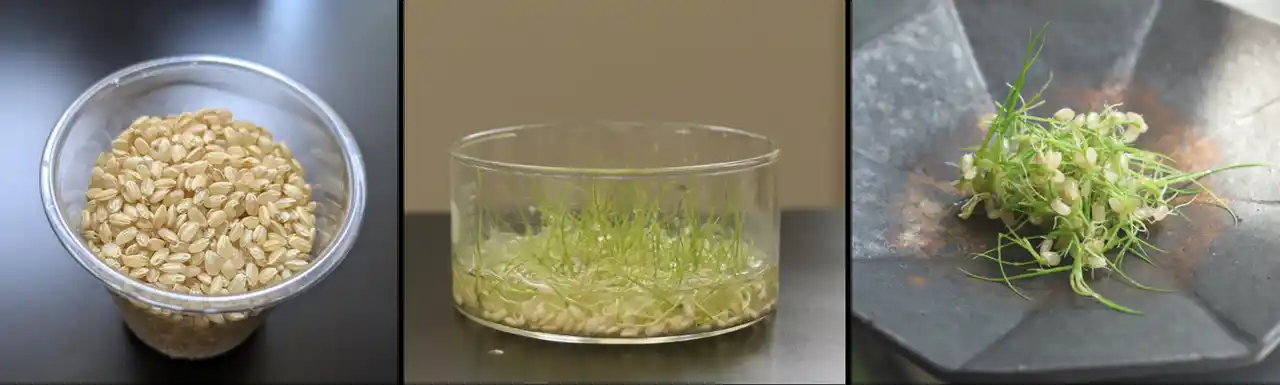 吉野家ホールディングス、筑波大学、菱熱工業が米の新たな可能性を拓く「玄米スプラウト」の共同研究を開始 - 玄米を“野菜”として食べる新しい食の提案「玄米スプラウト」を実用化へ -