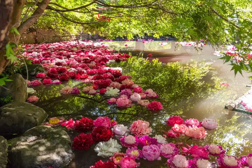 5月にはシャクヤクの「花筏」と紅葉のコラボも(土日限定)