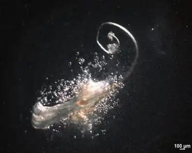 成体毛包の3種類の幹細胞により生体外で髪の毛を再生　～毛包再生に必要な「最小限の幹細胞セット」を特定、脱毛症治療への応用に期待～