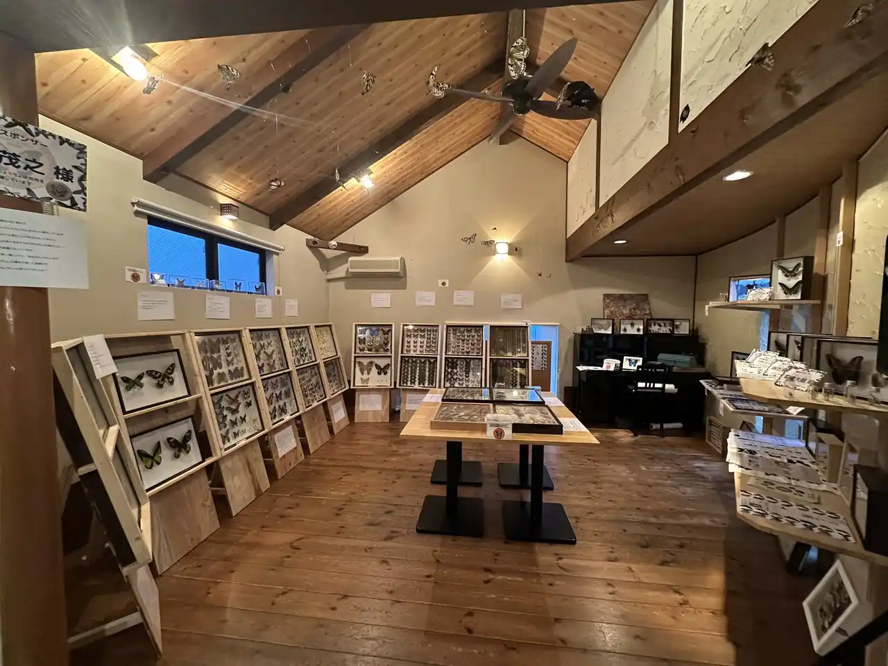 7月26日・27日 紀美野町の蝶研究家が県内最大規模の「蝶」の個展を開催　和歌山の自然の豊かさと 大人も夢を諦めないことの大切さを伝えたい