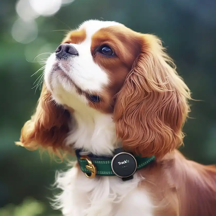 累計470頭以上の保護犬の安心な新生活をGPSでサポートピースウィンズ・ジャパンと連携した見守り支援事業が1周年