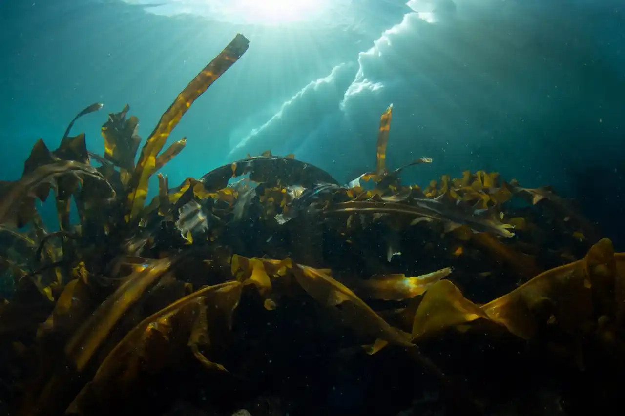 【羅臼町役場】 世界自然遺産・知床のまち北海道羅臼町にて、豊かな海を守るための海中ゴミの回収事業に取り組んでいます