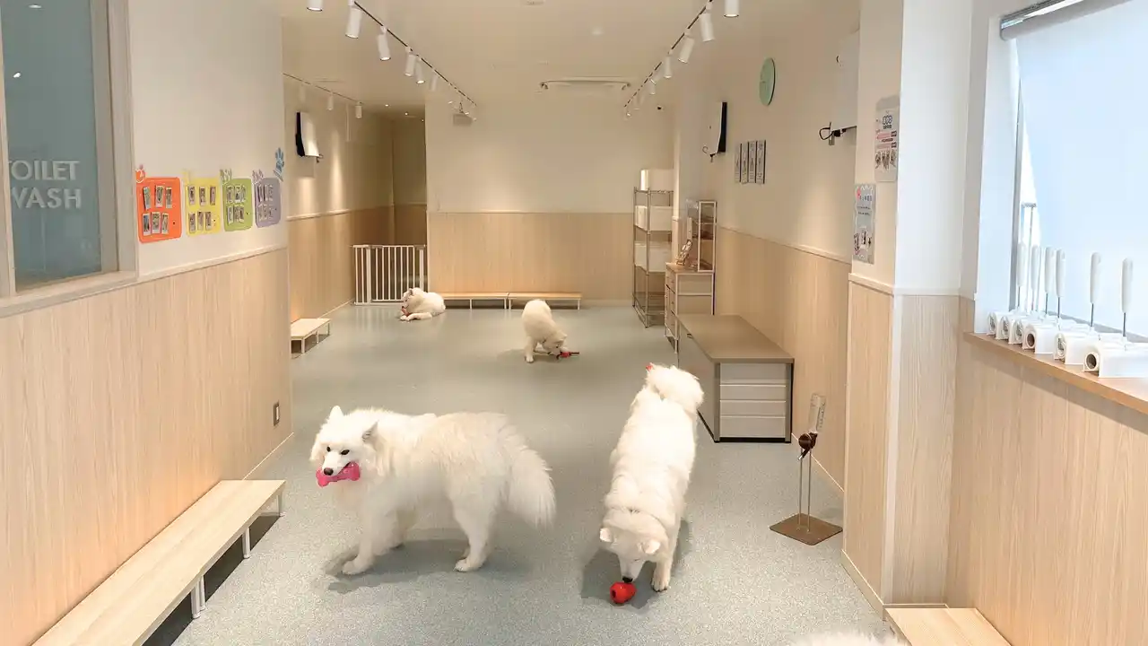 大人気サモエドカフェが川越に！来店30秒で「来てよかった」と思わせる彼らの魅力、全身で感じてください