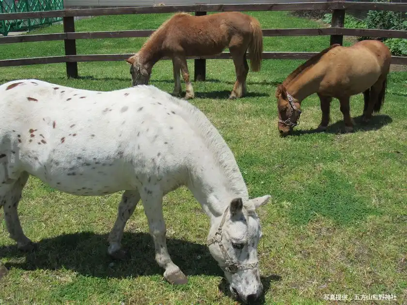 五方山熊野神社のご神馬