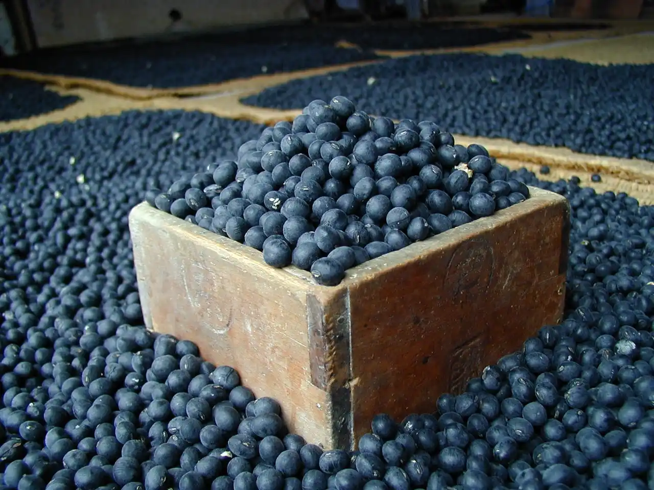 【丹波篠山市】 丹波篠山市発祥「丹波黒」の出荷が最盛期を迎えています！