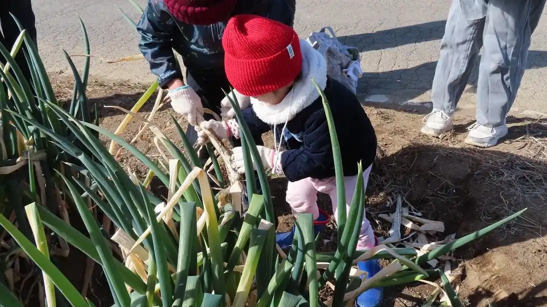 【パルシステム連合会】 深谷ねぎを素焼きでまるかじり　生産者と交流「沃土会ねぎ祭り」　2月7日（土）〔埼玉〕