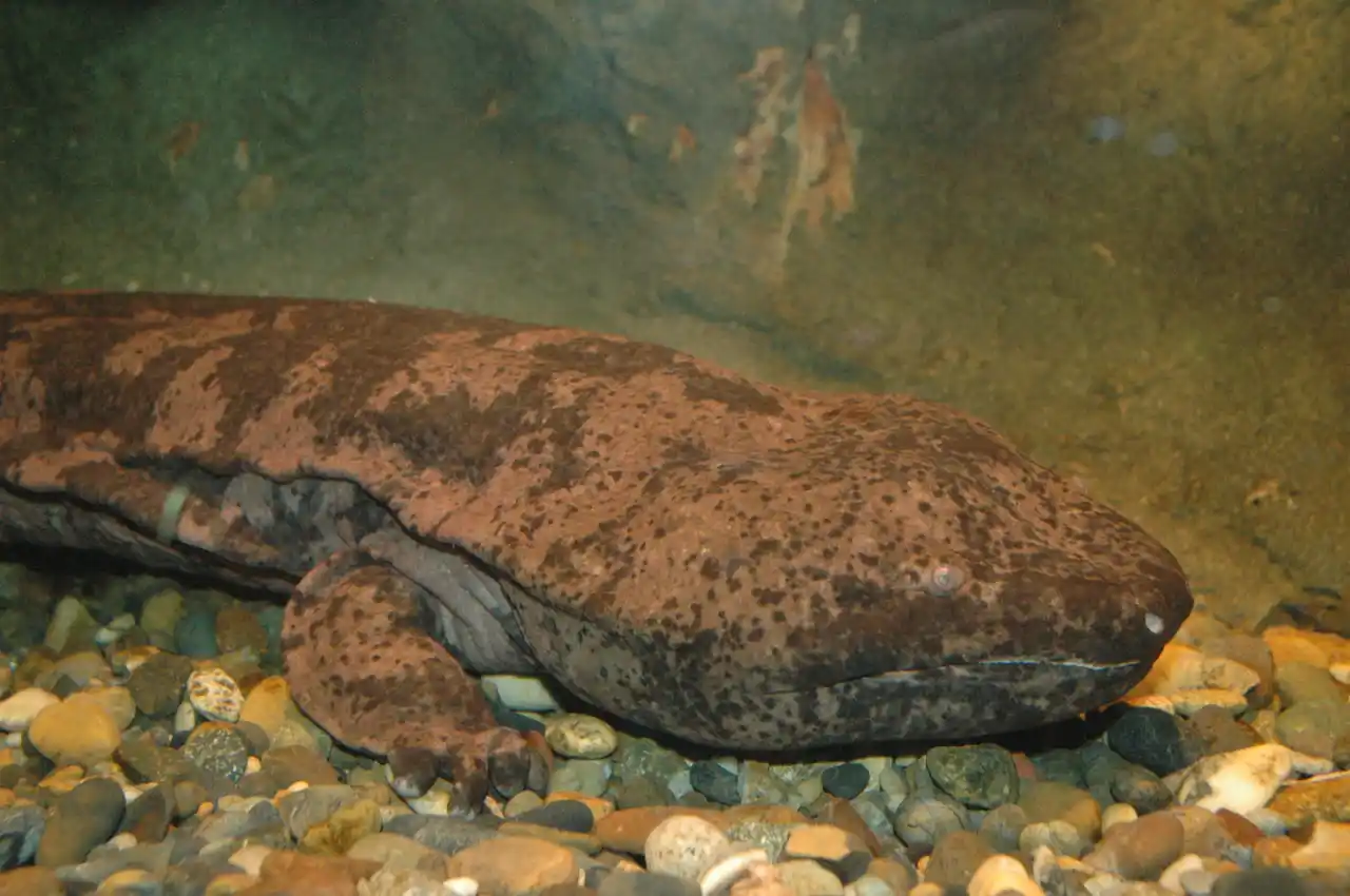 サンシャイン水族館 いきものディスカバリー通信vol.26「厄介者の外来種が絶滅種復活のための救世主になるかも!?絶滅したと考えられていた“スライゴオオサンショウウオ”について徹底解説 」