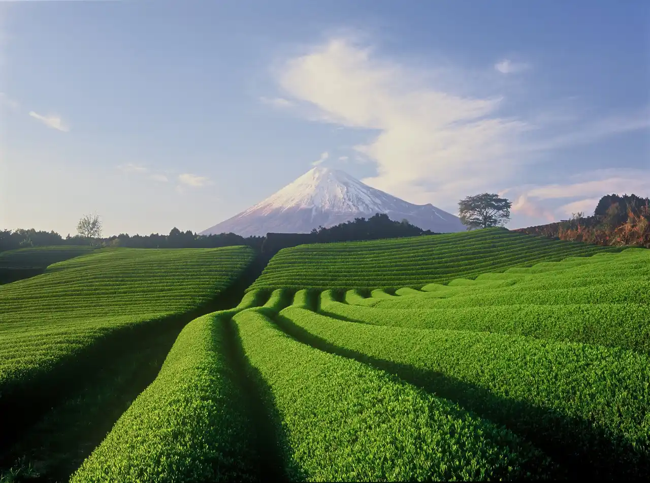 【静岡茶の概念をアップデート】静岡茶の“新潮流”に出会う1日限りの祭典「静岡茶コレクション2026 東京」が2月7日（土）に東京・青山で開催
