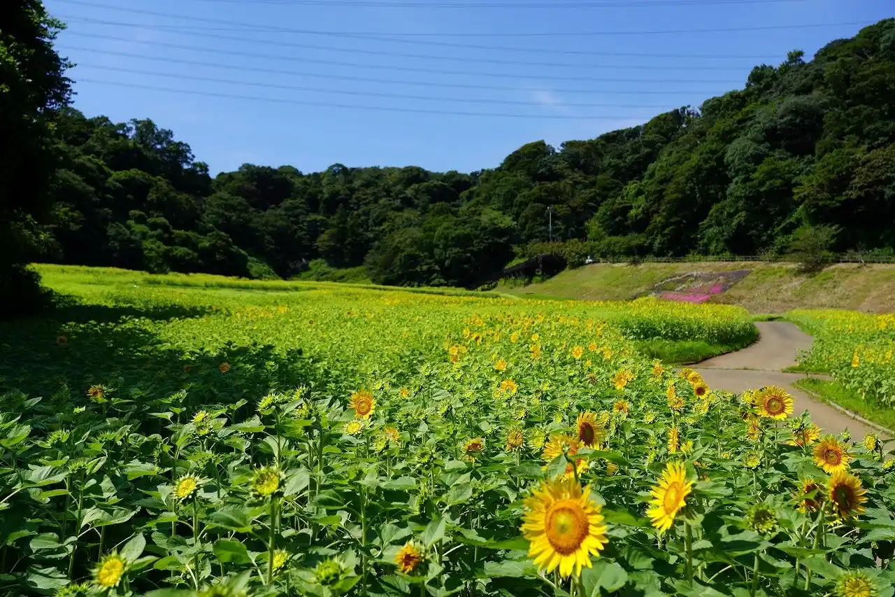初の大規模「ヒマワリ」花畑・100万本が見頃を迎えました！（横須賀市くりはま花の国）