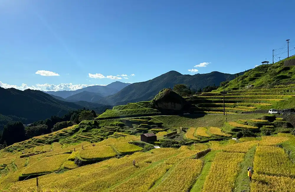 【フェアフィールド・バイ・マリオット 道の駅プロジェクト】三重県熊野市の棚田「丸山千枚田」の「稲刈りの集い」参加者募集！