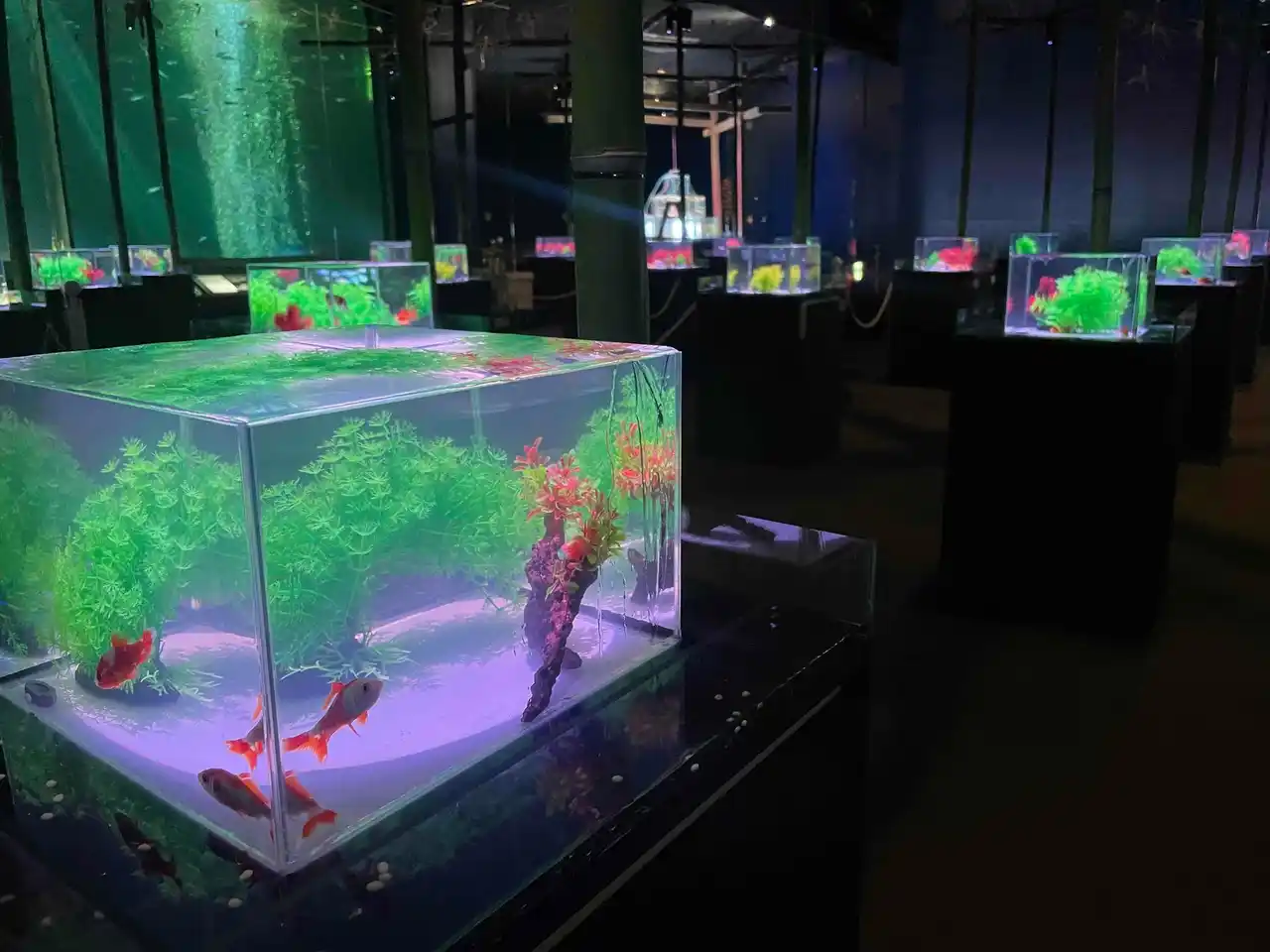 【南知多ビーチランド】優雅な金魚が織りなす「和」の水中世界!特別展『「金魚」~2025夏~』開催!2025年7月5日(土)~8月31日(日)<愛知>