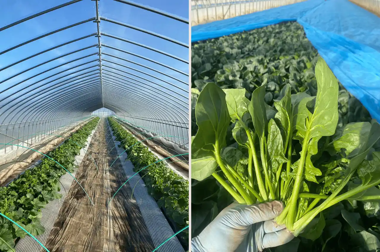 【FLN】 【イベント告知】茨城県鉾田市×チイオシ コラボプロジェクト第三弾冬野菜・ほうれん草を収穫!内山農園で農業体験を開催