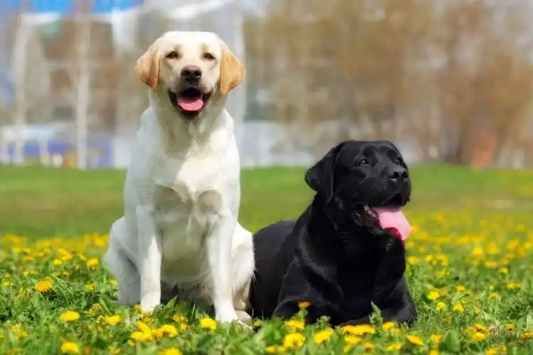 奥日光・愛犬と泊まれる温泉旅館が【大型＆超大型犬】受け入れ開始お得な記念プランも販売｜2026年4月1日～
