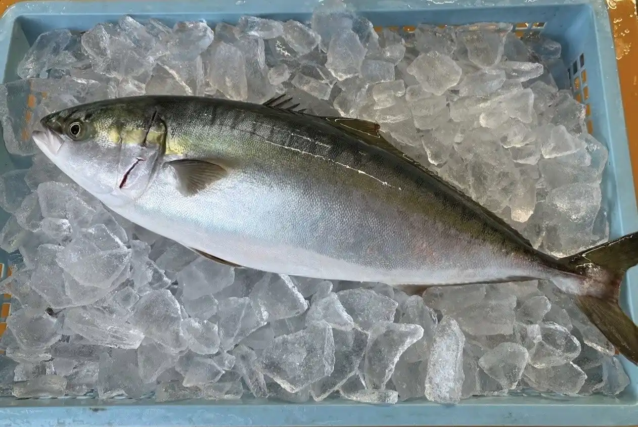 【株式会社Genki Global Dining Concepts】 有限会社三栄水産・有限会社大塚水産 × 株式会社Genki GDC、香川県香川郡直島町で「ハマチ・カンパチ」養殖事業の協業を開始