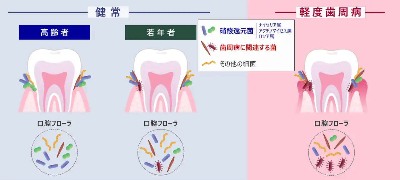 【花王株式会社（ニュースリリース）】 高齢でも健康な口腔を保ち続ける人は、硝酸還元菌の多い健康型の口腔フローラを保有していることを発見