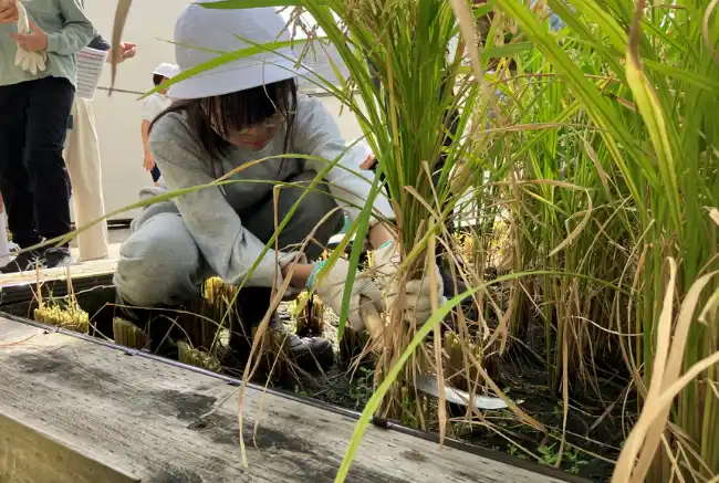 茅場町あおぞら田んぼプロジェクト6年目阪本小学校の５年生と一緒に米づくり