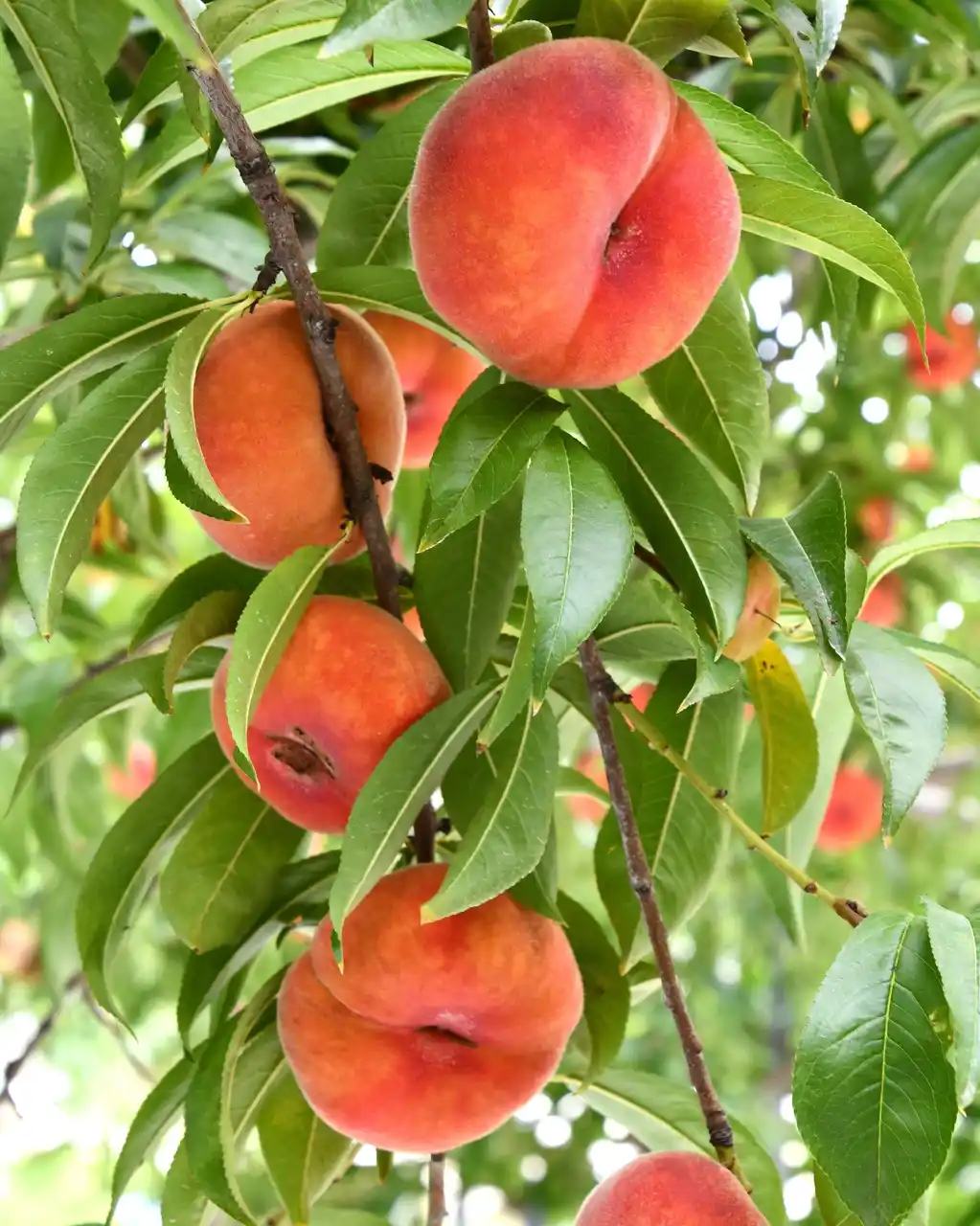 【飛騨高山・岐阜県高山市】不老長寿の伝説をもつ幻の桃「蟠桃（ばんとう）」収穫始まる