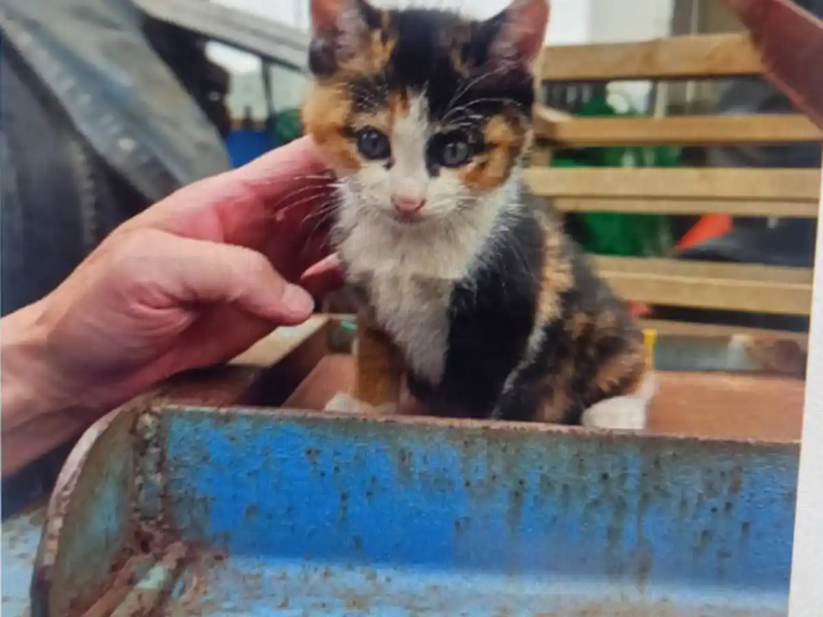 東京都は猫たちを見殺しにしないで──都が管轄する廃棄物埋立処分場の猫たちの保護を許可してください