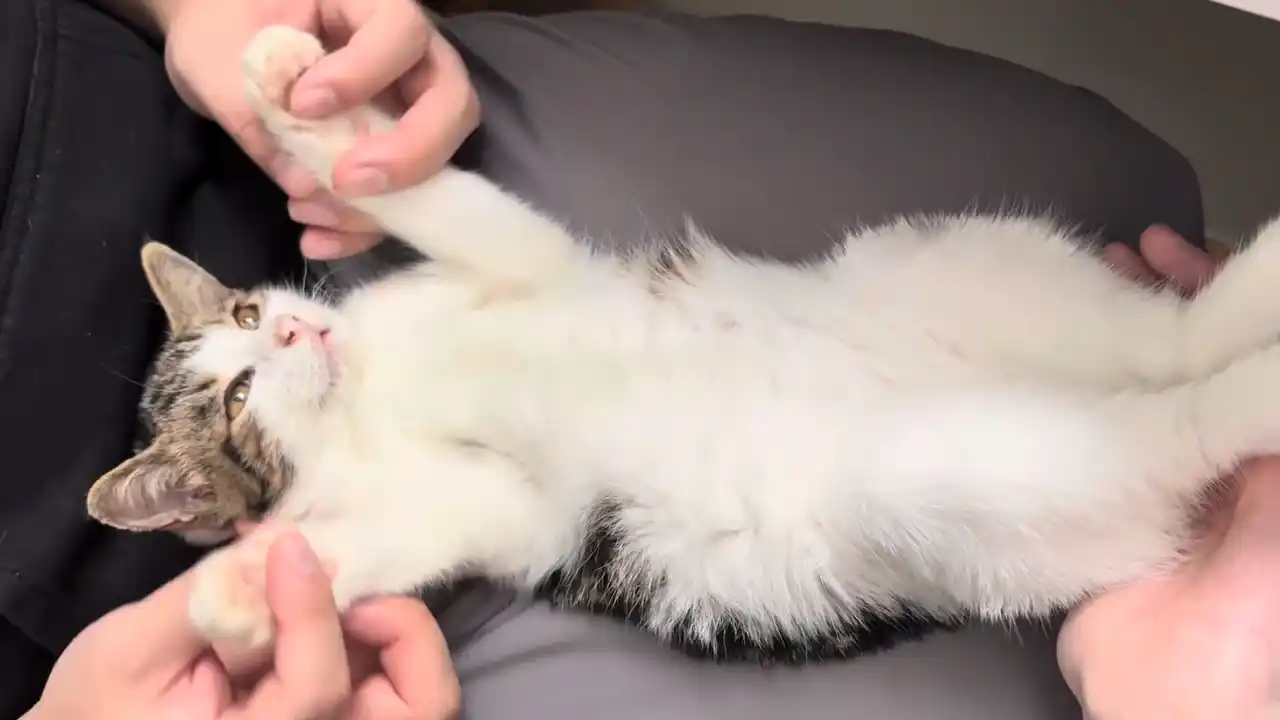 【認定NPO法人CAPIN】 保護子猫「きなこ」- 保護から3週間、こんなにかわいく成長しました！