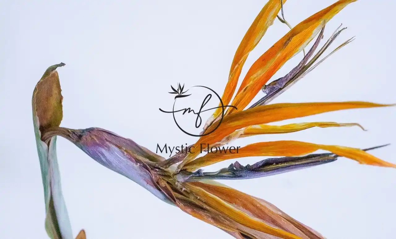 【株式会社ミスティックフラワー】 横浜発！世界が注目する花の新技術 - Mystic Flowerが9月4日「横浜女性起業家 Collection 2025」に出展