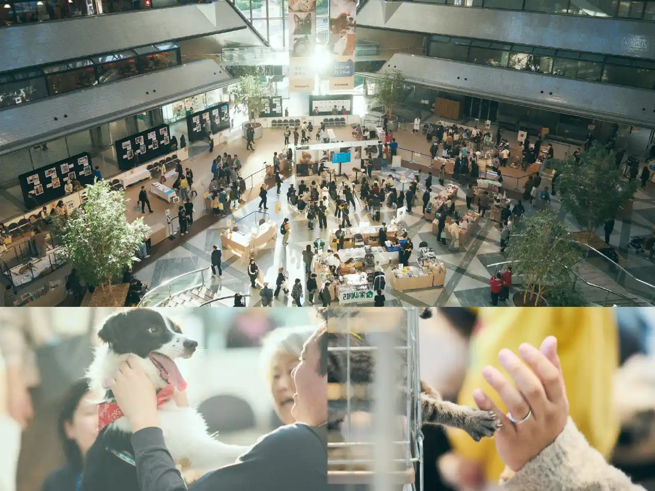 【パナソニック株式会社】 「パナソニック 保護犬猫譲渡会2025」イベント開催レポート（大阪）