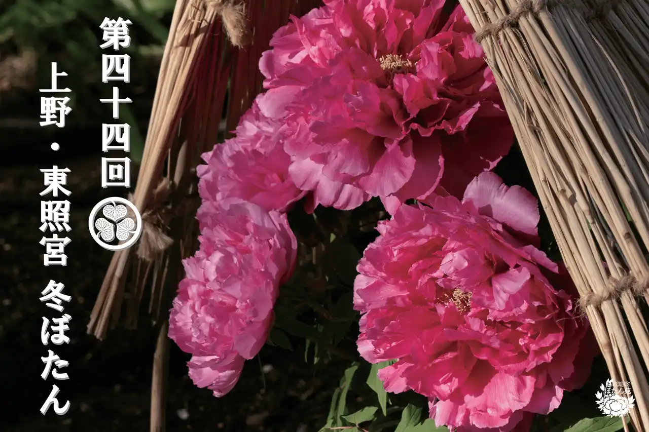 東京・上野公園｜“わらぼっち”で寒さをしのぐ冬のぼたんが見頃『第四十四回　上野・東照宮 冬ぼたん』2026年1月1日（木）～2月23日（月）開催
