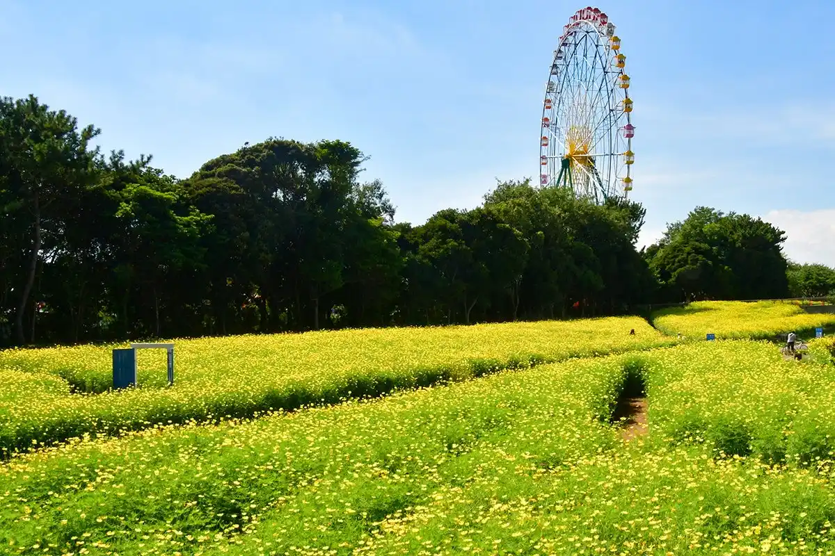 キバナコスモス “レモンブライト” が見頃を迎えています（国営ひたち海浜公園）