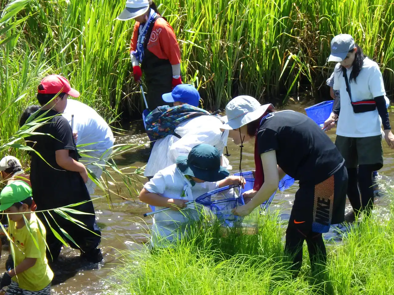【パルシステム連合会】 夏休み涸沼で生き物観察　ラムサール湿地で感じる生物多様性　7月26日（土）〔茨城 栃木〕