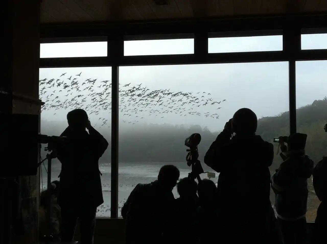 【加賀温泉郷】夜明けの鴨池で出会う感動の瞬間！レンジャー解説付き「ガンの飛び立ち観察」