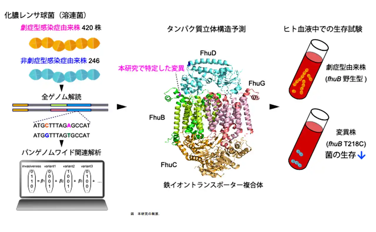 【NIBN】 劇症型溶連菌感染症の発症メカニズムにかかわる新たな遺伝子変異を解明