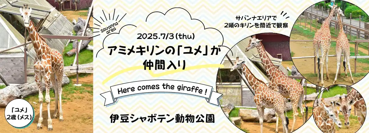 伊豆シャボテン動物公園のサバンナエリアに、2頭目のアミメキリン「ユメ」が仲間入り