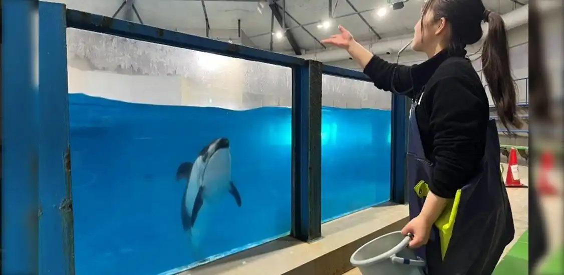 【野口観光マネジメント株式会社】 【登別石水亭】登別マリンパークニクスで思い出を作ろう♪「イルカにエサやり体験」と「キングペンギンと記念撮影」プランのご紹介