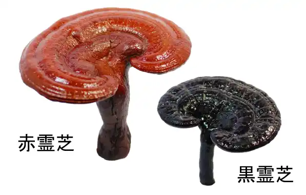 【日本メナード化粧品　総合研究所】 霊芝の亜臨界水抽出物が肌のDNA修復能力を高め、様々な肌悩みを改善することを発見