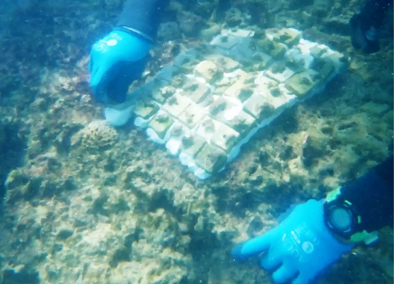 【株式会社パム】 「美ら海サンゴ大作戦2025」キャンペーン結果報告　沖縄県浦添市港川の海に160本の養殖サンゴを移植