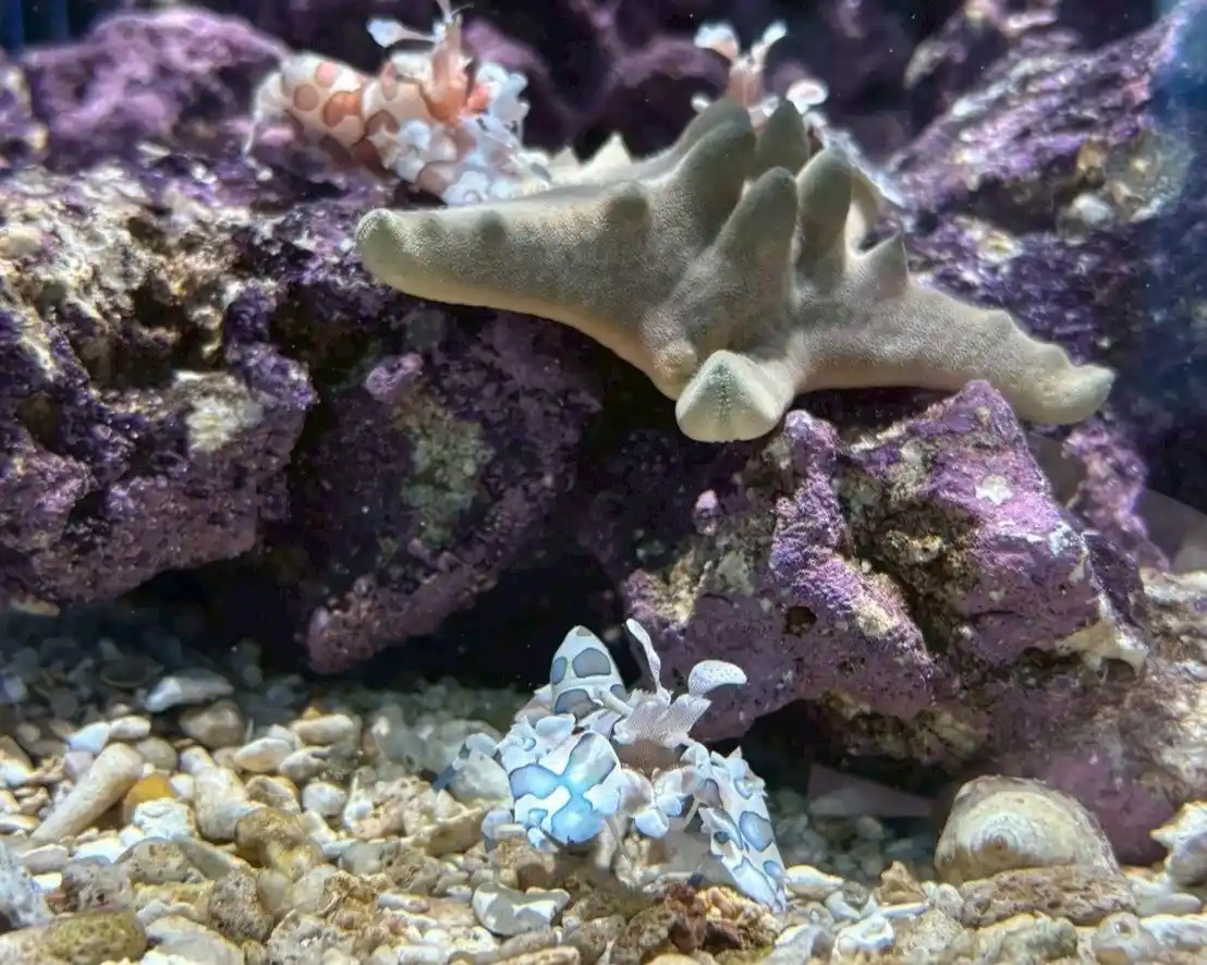 【広島もとまち水族館 バレンタイン特別企画】背中にハート模様(ハート)「フリソデエビ」企画水槽が登場！