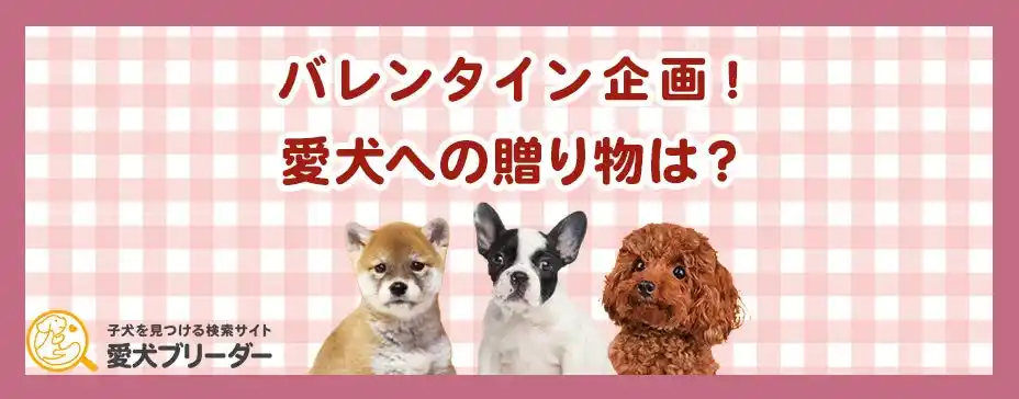 バレンタイン直前！愛犬に贈りたいギフトランキング発表！│愛犬ブリーダー