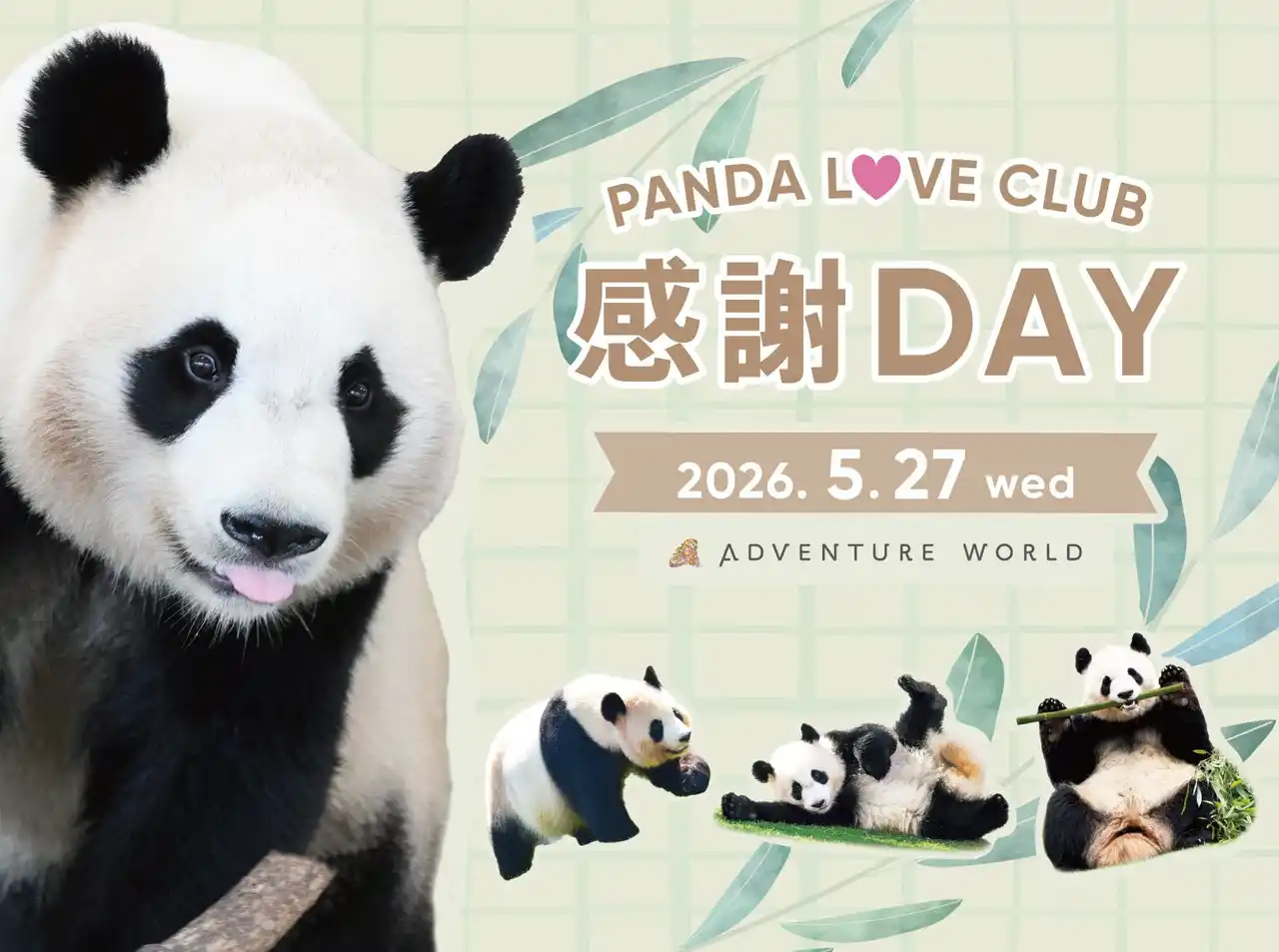 【アドベンチャーワールド】 ～離れていても、こころはひとつ。飼育の舞台裏へ潜入し、パンダファミリーに想いを馳せる特別な一日～パーク貸切イベント『PANDA LOVE CLUB 感謝DAY』開催決定！