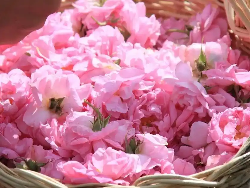 【goooods株式会社】 B2B ECプラットフォーム「グッズ」で、ダマスクローズの恵みを届ける「Rosense Japan」の取り扱いが開始されました