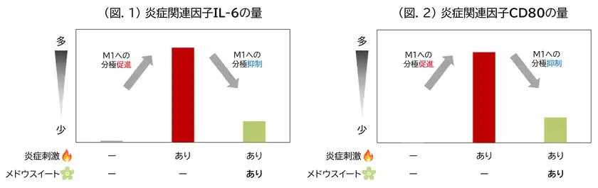 (図.1) 炎症関連因子IL-6の量／(図.2) 炎症関連因子CD80の量