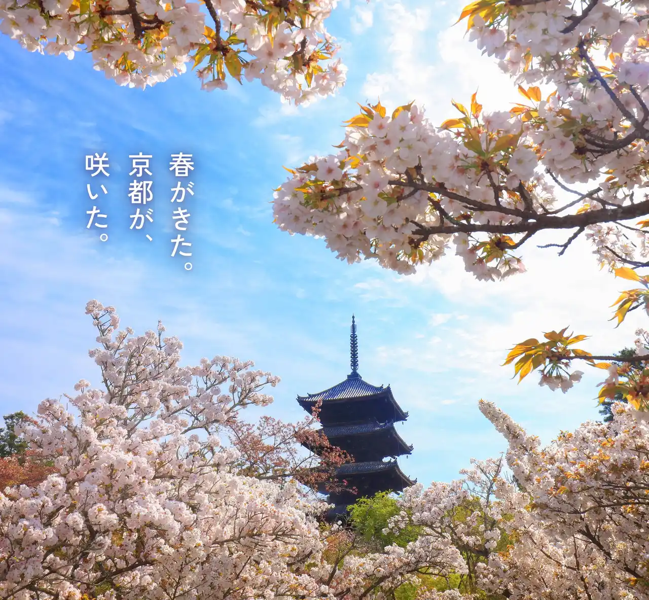 【東海旅客鉄道株式会社】 桜・椿・梅が彩る花の都、京都で心ゆくまで花を愛でる「特別拝観」と光・音・香の演出による「夜桜アートライトアップイベント」を堪能！「そうだ 京都、行こう。」2026年春キャンペーンが2月10日（火）開始