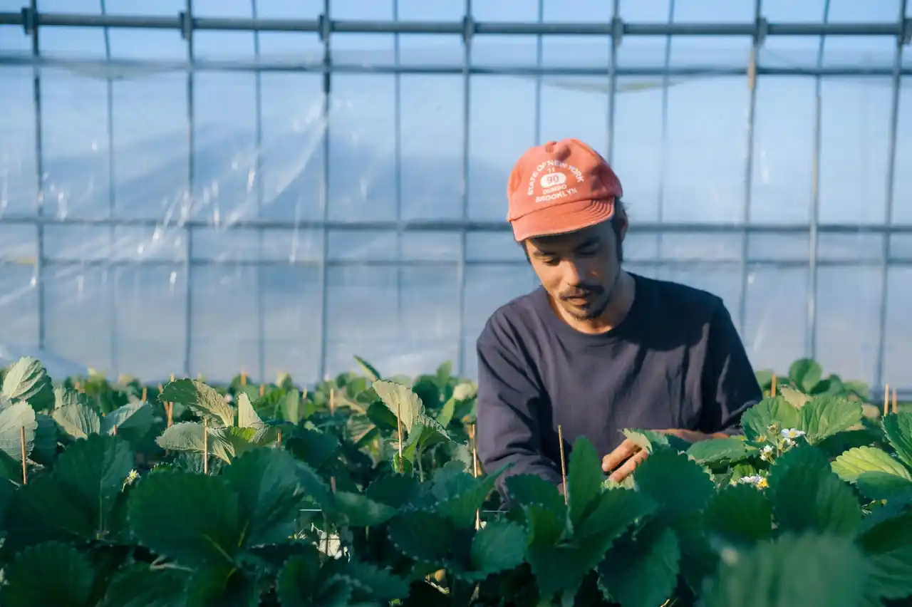 いちごやcafeTANNALを手掛ける、糸島のあまおう農家「糸島 磯本農園」が三井ショッピングパーク ららぽーと福岡に8月20日～10月5日の期間限定ショップをオープン!!