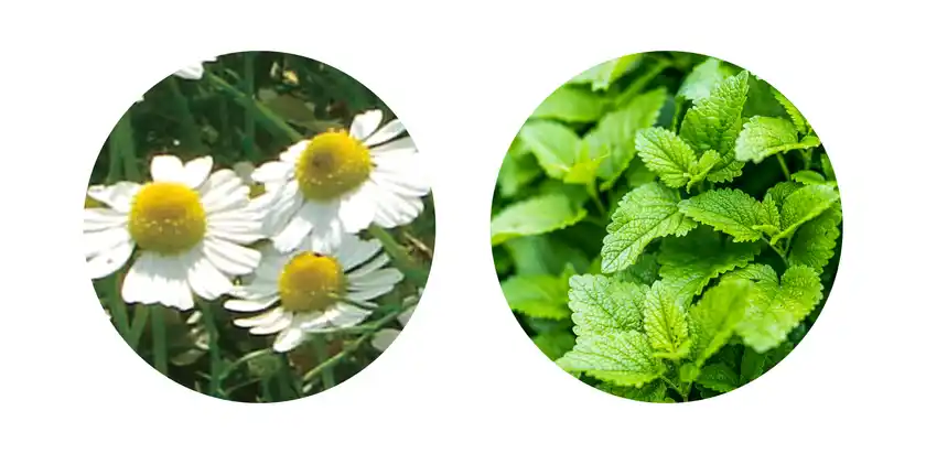 カミツレ/メリッサ